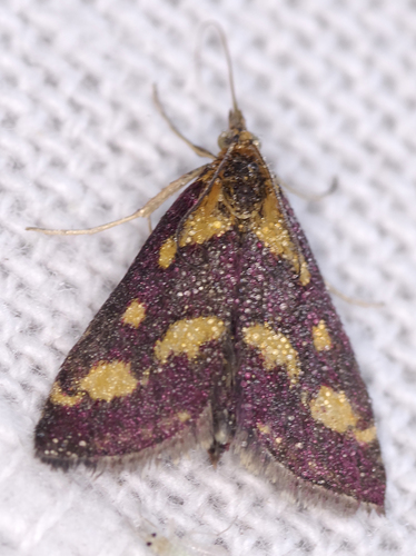Pyrausta purpuralis