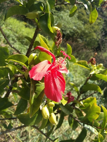 Hibiscus kokio observed 2020-07-02