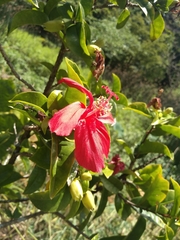 Hibiscus kokio