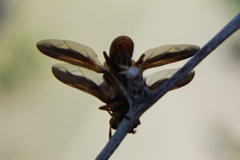 Trichopoda