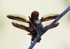Trichopoda