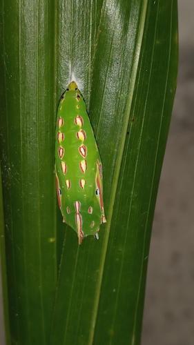 Tailed Palmfly photo 3