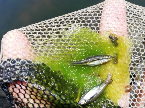 False razbora (Pseudorasbora parva) — Cyprinidae — 3