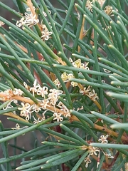 Hakea nodosa