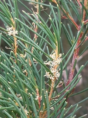 Hakea nodosa