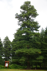 Pinus peuce