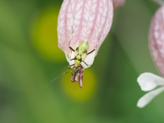 Calocoris alpestris