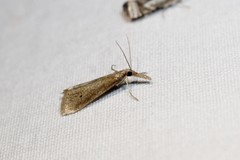 Donacaula sordidellus