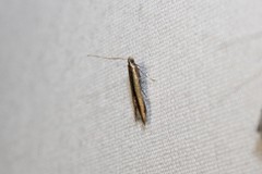 Batrachedra pinicolella