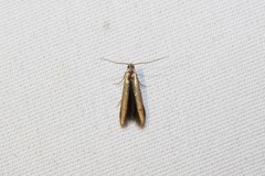 Batrachedra pinicolella