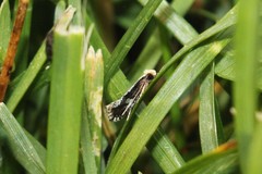 Monopis dorsistrigella