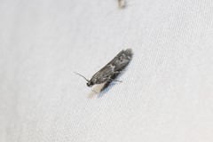 Eurythmia angulella