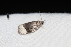Apotomis capreana