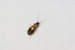Badister neopulchellus