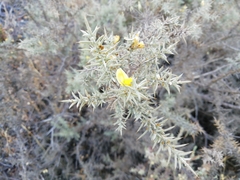 Ulex eriocladus