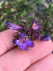 Penstemon serrulatus