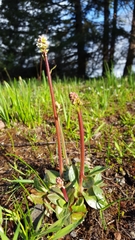 Micranthes integrifolia