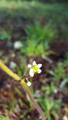 Micranthes integrifolia