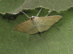 Paratalanta hyalinalis