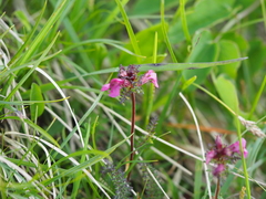 Pedicularis rostratocapitata