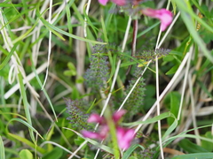 Pedicularis rostratocapitata