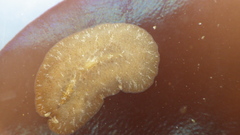 Pseudoceros canadensis