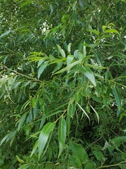 Salix