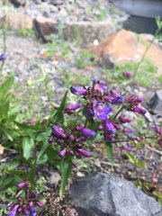 Penstemon serrulatus