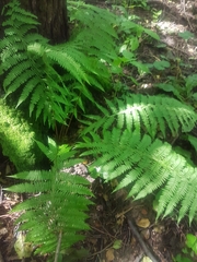Athyrium filix-femina