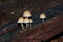 Mycena carmeliana