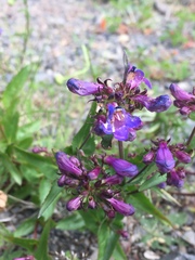 Penstemon serrulatus
