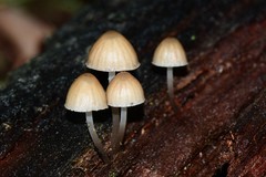 Mycena carmeliana