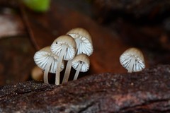 Mycena carmeliana