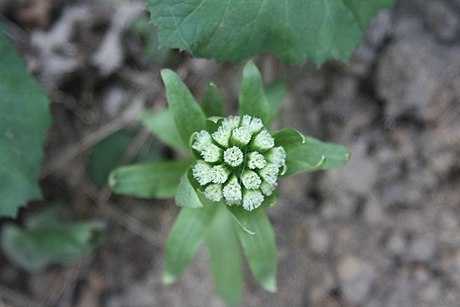 Giant Butterbur (Chittenden County, Vermont - Invasives) · iNaturalist