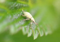 Phyllobius roboretanus