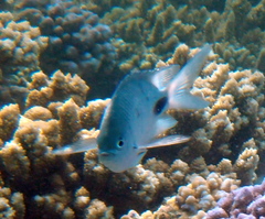 Abudefduf sparoides