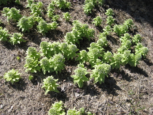 Giant Butterbur (Chittenden County, Vermont - Invasives) · iNaturalist