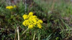 Lomatium utriculatum