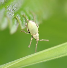 Phyllobius roboretanus
