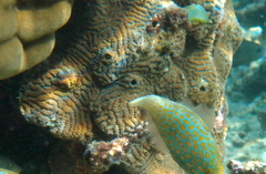 Leptoria phrygia