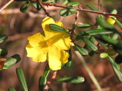Hibbertia bracteata