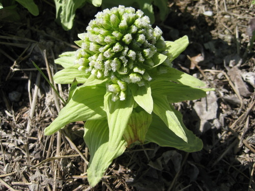 Giant Butterbur (Chittenden County, Vermont - Invasives) · iNaturalist