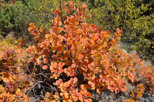 Smokebush