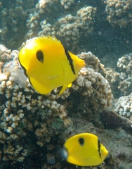 Chaetodon interruptus