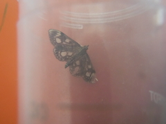 Anania coronata