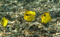 Chaetodon interruptus