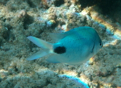 Abudefduf sparoides