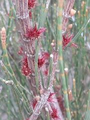 Allocasuarina paludosa