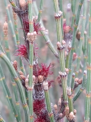 Allocasuarina paludosa