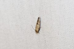 Mompha brevivittella